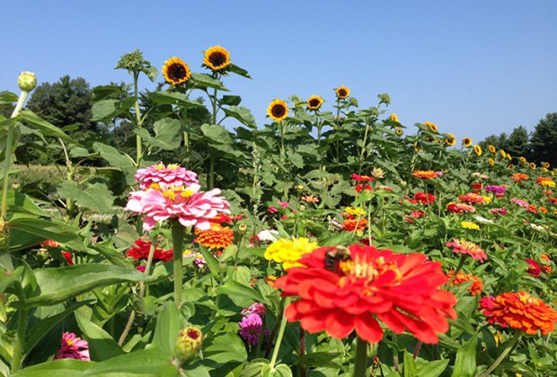 Image of flowers at pick-your-own flower farm near Boston