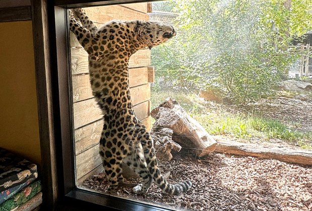 Salt Lake City with Kids: Hogle Zoo's leopard stretches