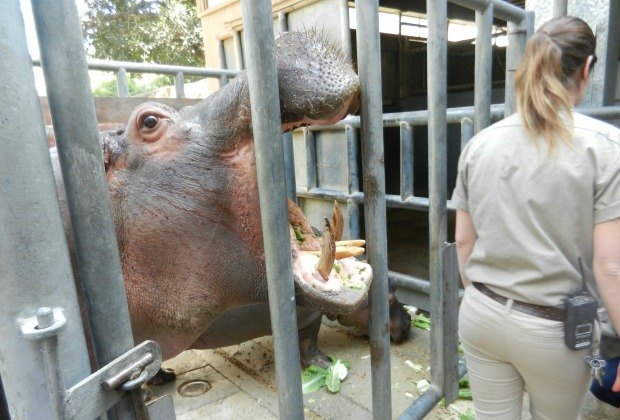 Hippo Encounter at the LA Zoo: Happy Hungry Hippos
