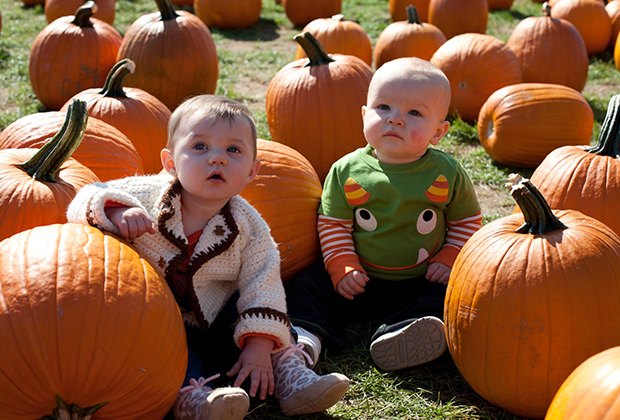 pumpkin patch patchogue