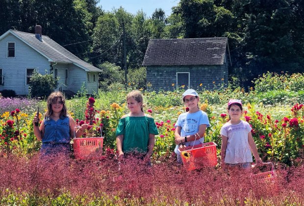 Buttonwood Farm Instagram Sunflower Patches And Places To Cut Your Own Flowers In Connecticut Mommypoppins Things To Do In Connecticut With Kids