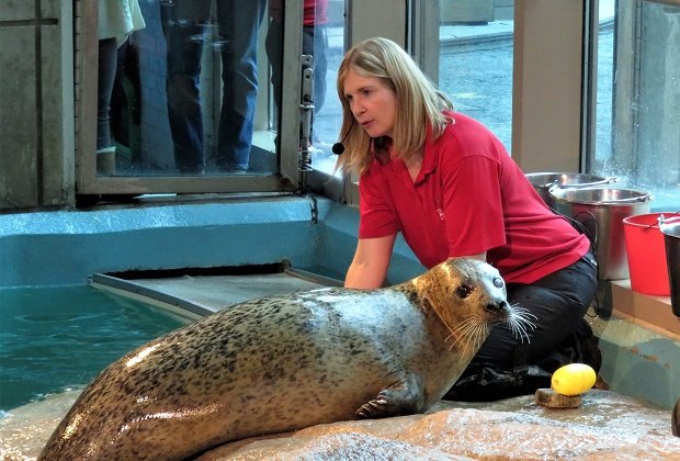 Image of seal with trainer at Maritime Aquarium at Norwalk.