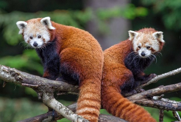 Sequoia Park Zoo's red pandas