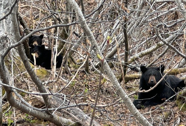 Black Bears: Things To Do in Seward, Alaska  with kids