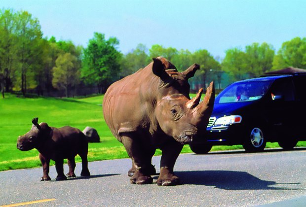 safari animals drive thru