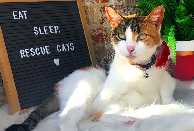 Sip a Coffee and Save a Kitten at LI Cat  Cafes  
