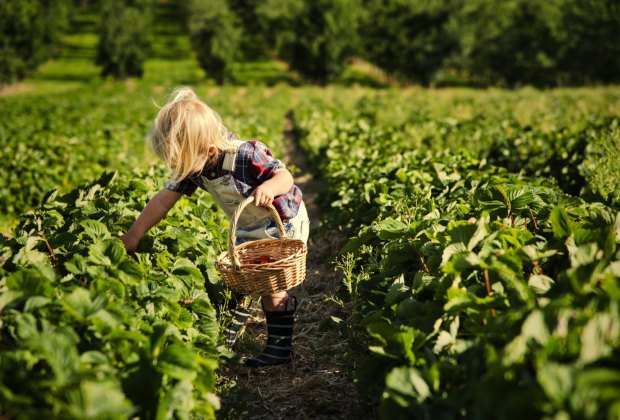 strawberry picking at Shady Brook Farm