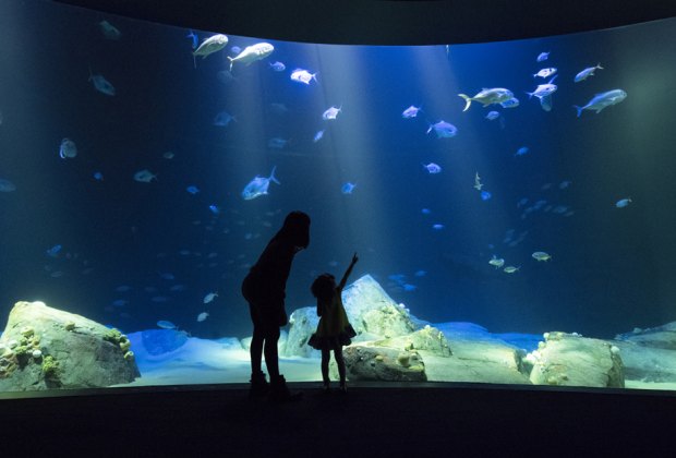Sharks Take Over Coney Island in the New Exhibit at NY Aquarium Sharks swim at Hudson Canyon's edge at the New York Aquarium. Photo by Julie Larsen Maher for WCS