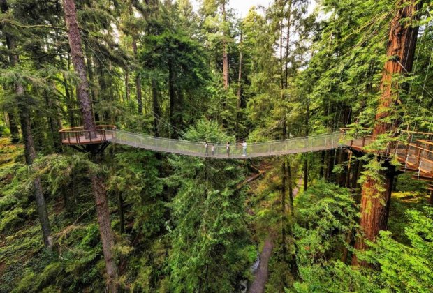 Redwood Sky Walk at Sequoia Park Zoo