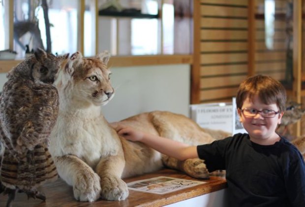 Brattleboro Vermont With Kids The Best Things To Do Restaurants The Southern Vermont Natural History Museum Is Like Walking Into An Audubon Field Guide