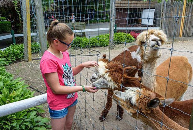 Petting Zoos Near Nyc Where Kids Can See Farm Animals Mommypoppins Things To Do In New York City With Kids