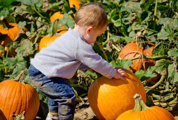 Pumpkin patches near Long Island  Stakey's Pumpkin Farm 