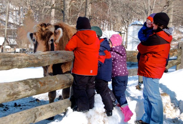 Image of cows at Stamford Museum and Nature Center - Winter Day Trips