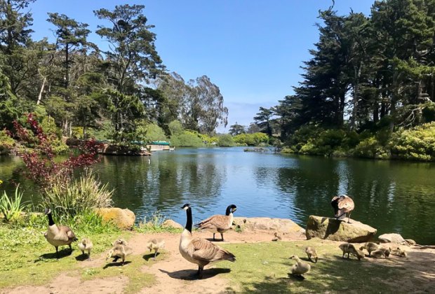 Visiting Golden Gate Park with Kids: Stow Lake