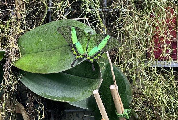 The Strong Museum of Play: Dancing Wings Butterfly Garden