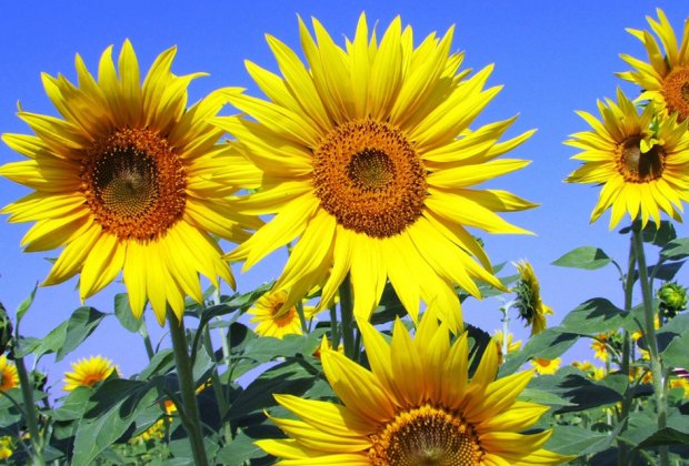 sunflowers in a field