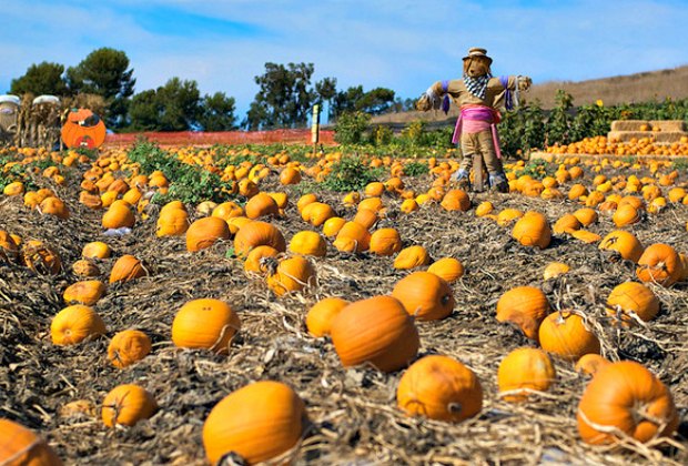 Tanaka Farms Pumpkin Patch mit Vogelscheuche