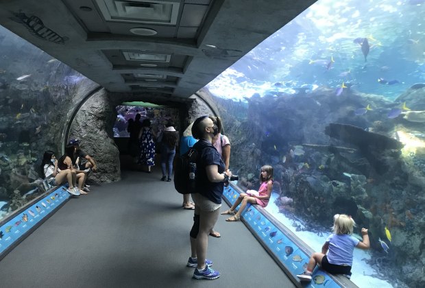 Aquarium of the Pacific tanks