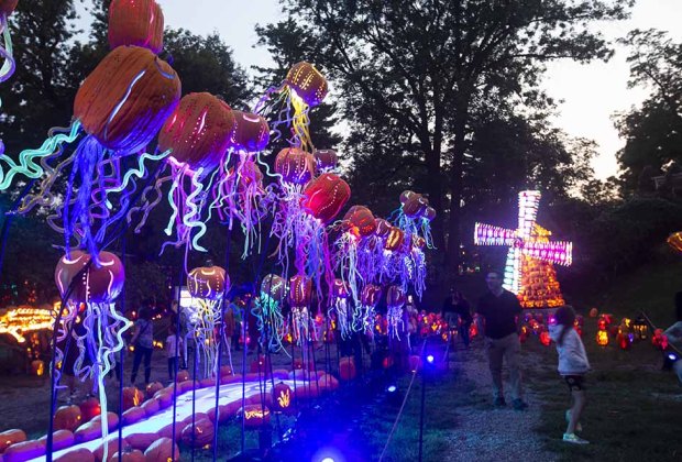 Guide to Visiting the Great Jack-o'Lantern Blaze Hudson Valley: Jack-o'-lantern jellyfish