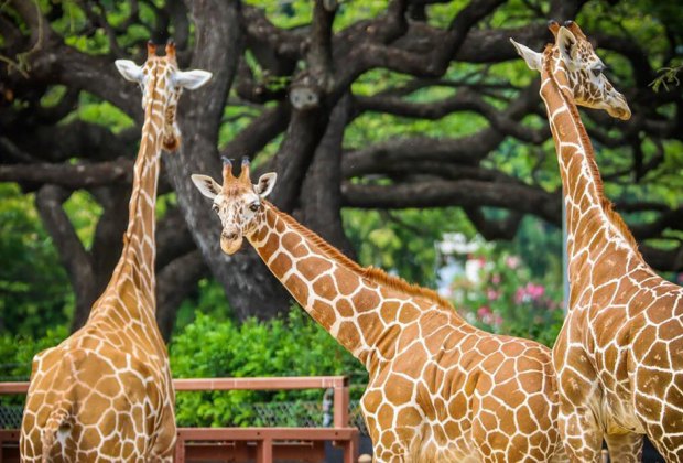 Honolulu Zoo Giraffes