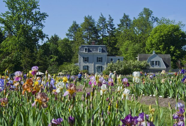 See the stunning collection of irises at Presby Memorial Iris Gardens