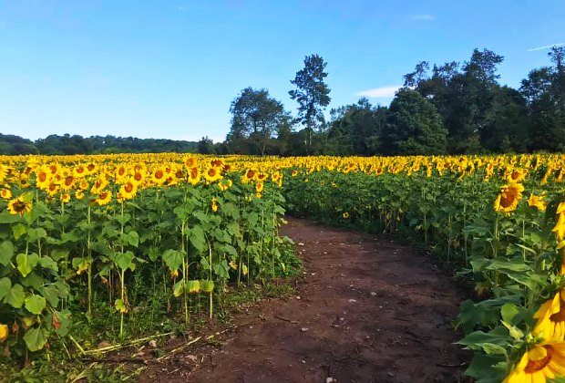 100 things to do in New Jersey with kids: Sussex County Sunflower Maze