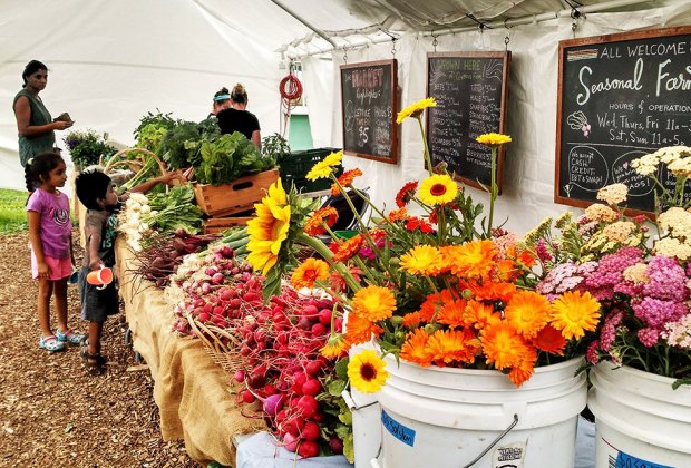 7 Things to Love About the Queens County Farm Museum Visit the seasonal farm at the Queens County Farm Museum for fruit, vegetables, and flowers in a rainbow of colors.