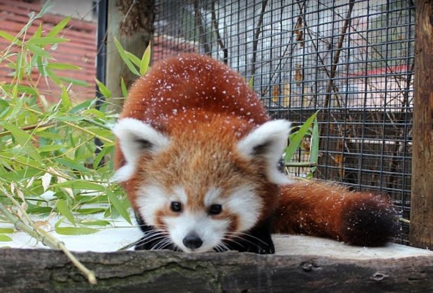 The Best Zoo in Every State: Zoo Boise