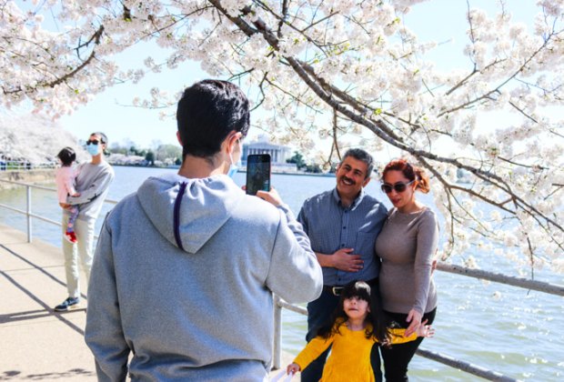 DC cherry blossoms at the Tidal Basin