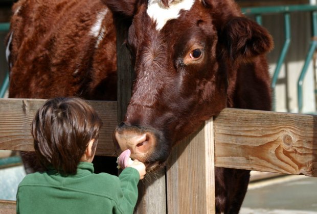 Things To Do in San Francisco With Kids: Tilden Farm