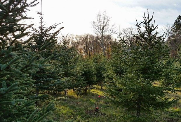 10 Best Christmas Tree Farms Near NYC | MommyPoppins - Things To Do In ...