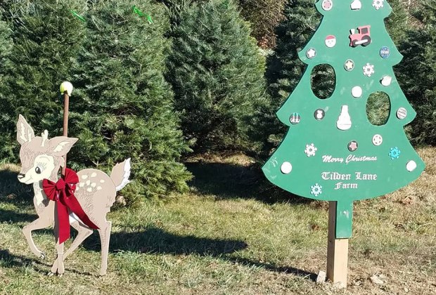 Christmas Tree Farm Tilden Lane Farm