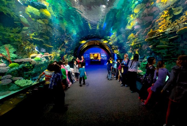 Aquariums near NYC: New York Aquarium