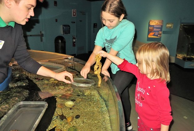 Photo of children at touch-tank in Maritime Aquarium.