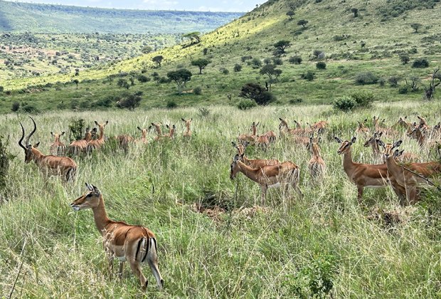 Planning a Perfect Family African Safari Vacation: gazelles