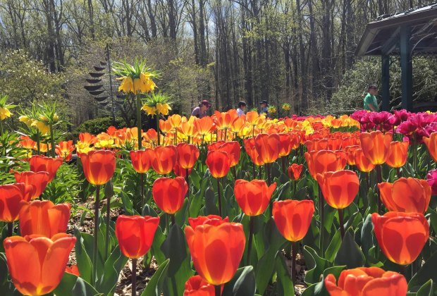 are dogs allowed at brookside gardens