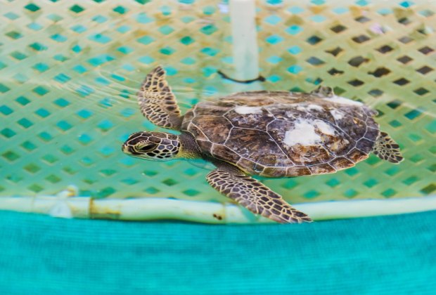 Georgia Sea Turtle Center.