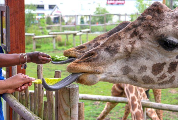 Animal encounters in New Jersey: Giraffe feeding at the Turtle Back Zoo