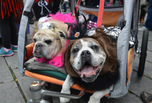 Halloween Pet Parade
