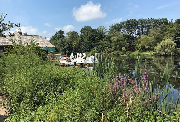 Ride the swan boats at Verona Park