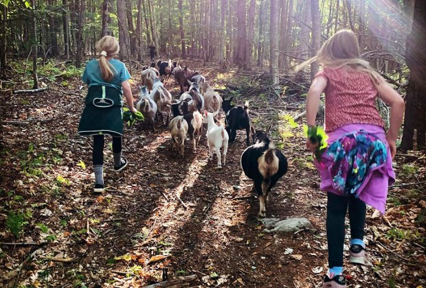 Things to do in Saratoga Springs with Kids: Into the Woods Goat Farm