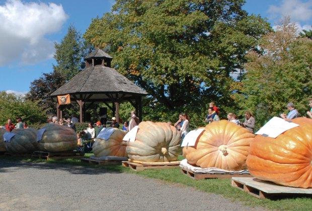 Ridgefield's Annual Giant Pumpkin Weigh Off
