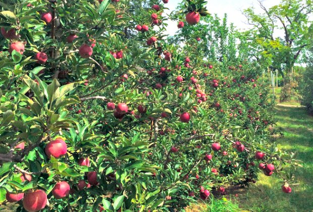 10 Top Apple Picking Orchards And Farms Near Nyc Mommypoppins Things To Do In New York City With Kids