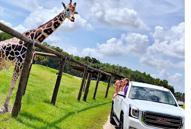 giraffe safari orlando