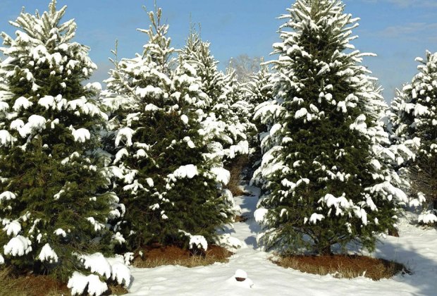 10 Best Christmas Tree Farms Near NYC | MommyPoppins - Things to do in ...