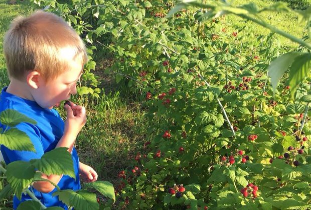 Boy eating berries at Windy Acres Farm