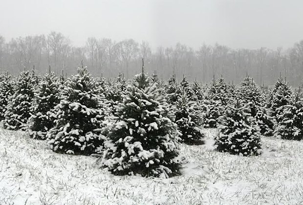 Schneebedeckte Weihnachtsbäume auf der Woodsedge Tree Farm