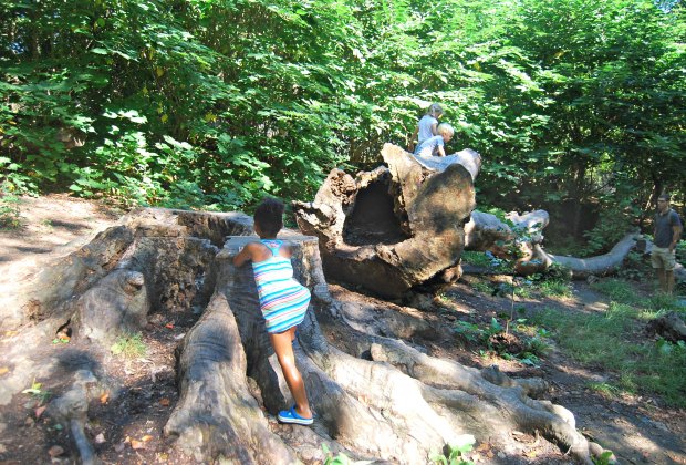 The Zucker Natural Exploration Area is an all-natural playground