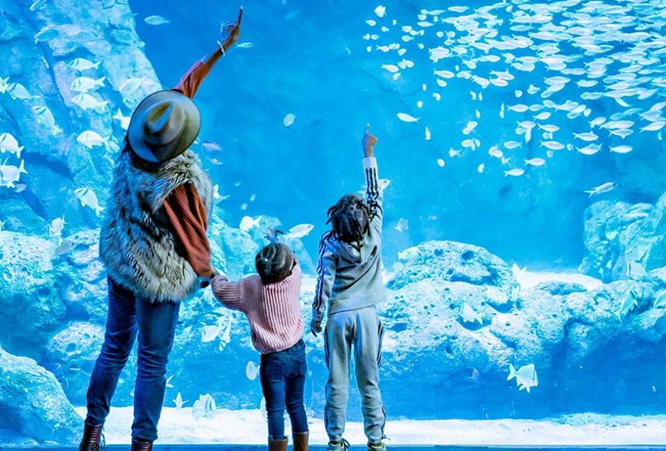 See spectacular animals in a historic setting at the St. Louis Aquarium at Union Station.