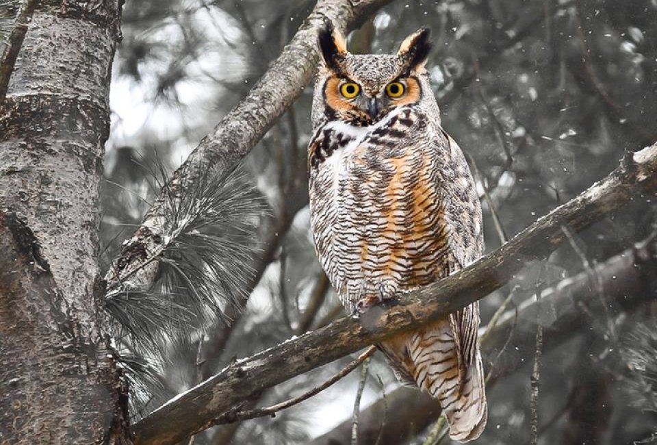 An owl in Glacial Park near Chicago